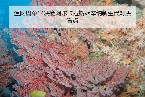 温网男单14决赛阿尔卡拉斯vs辛纳新生代对决看点